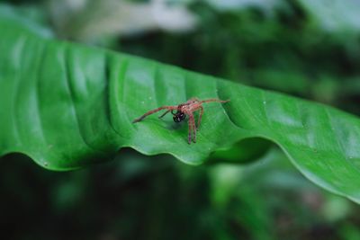 High angle view of spider on leaf