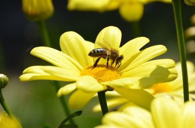 Close-up of insect on yellow flower