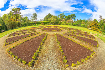 Scenic view of agricultural field against sky