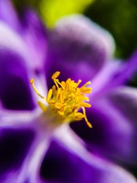 Macro shot of yellow flower