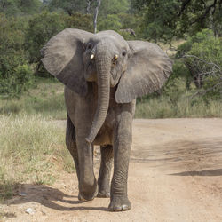 Close-up of elephant