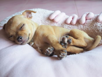 View of a dog lying on bed