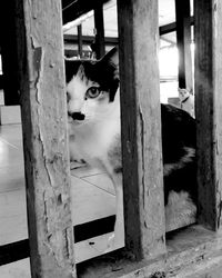 Cat sitting on wooden window