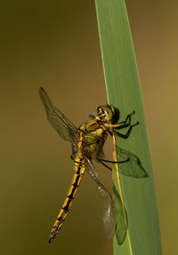 Close-up of insect on leaf