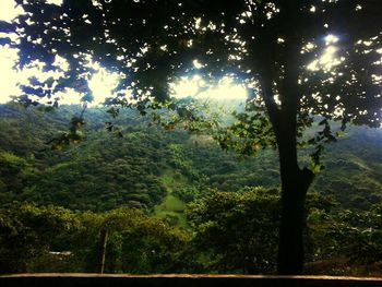 Trees in forest