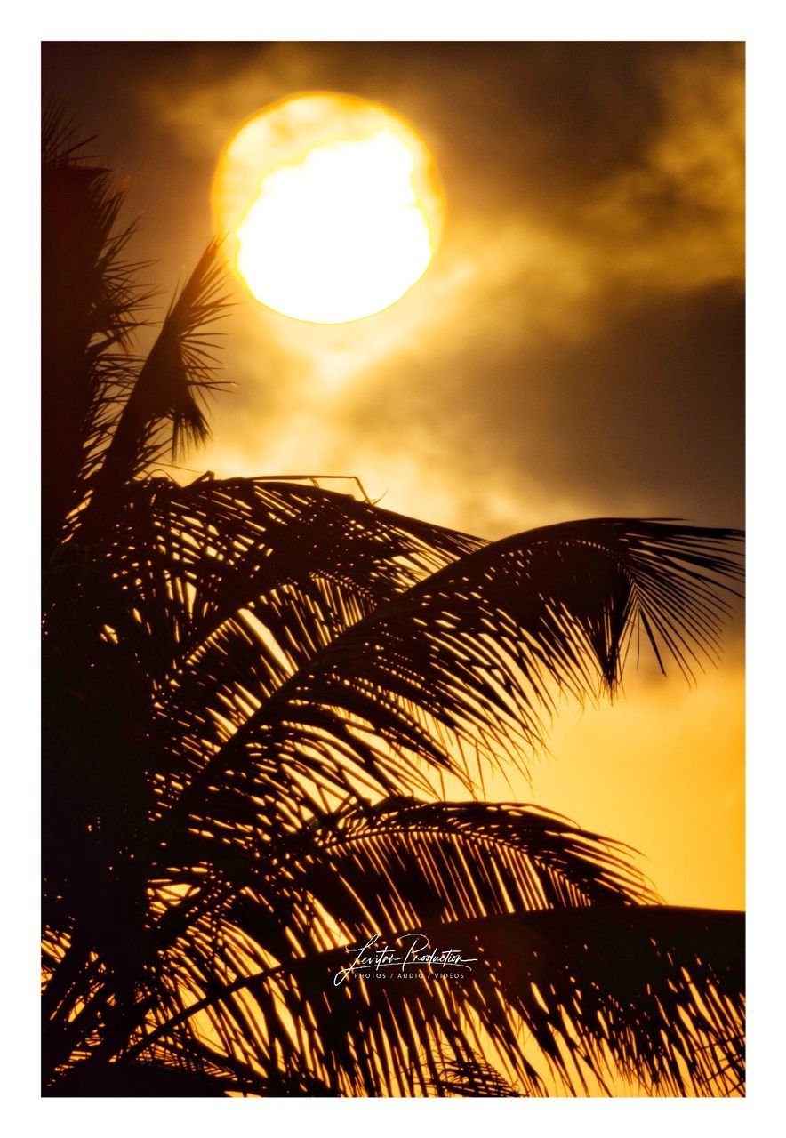 sky, transfer print, sunset, cloud - sky, palm tree, beauty in nature, auto post production filter, no people, nature, sun, tropical climate, plant, orange color, leaf, growth, palm leaf, sunlight, scenics - nature, tree, silhouette, outdoors, coconut palm tree