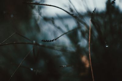 Close-up of water drops on plant against sky