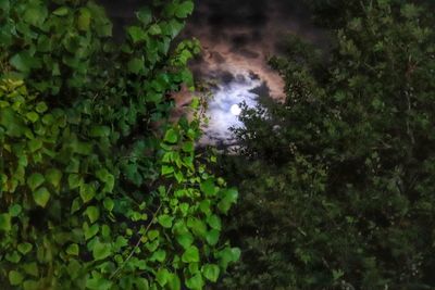 High angle view of trees in forest against sky