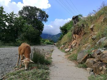 Sheep on road amidst field against sky