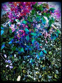 Close up of purple flowers