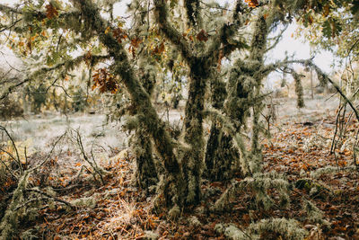 Tree trunk with lichen