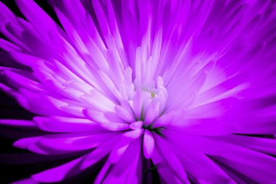 Close-up of purple flower