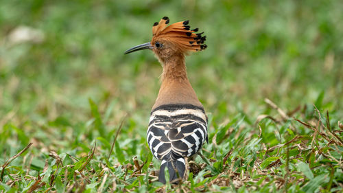 Close-up of a bird on field