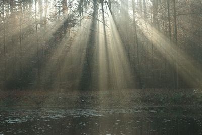 Sunlight streaming through trees in forest