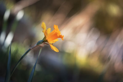 Close-up of yellow flowering plant