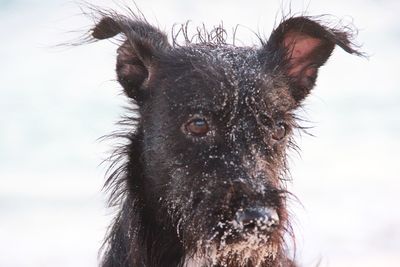 Close-up portrait of horse against sky