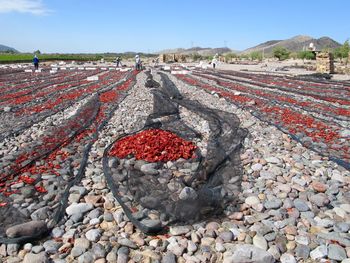 Red chili peppers drying on pebbles against clear sky