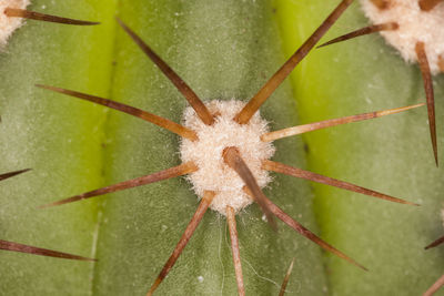 Full frame shot of succulent plant