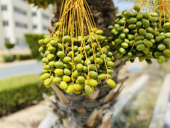 Close-up of berries growing on tree