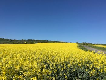 Scenic view of oilseed rape field against clear blue sky