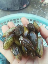 Close-up of hand holding food