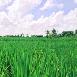 Scenic view of field against cloudy sky