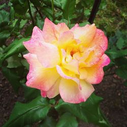 Close-up of pink flower