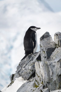 Chinstrap penguin stands on ridge facing right