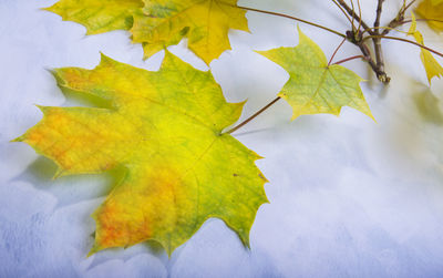 Close-up of maple leaves on tree during autumn
