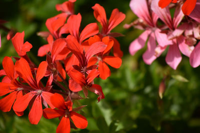 Close-up of red flowers