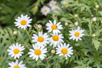 Close-up of white daisy flowers