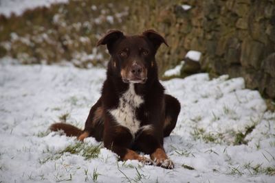 Portrait of dog sitting on snow field