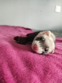 Close-up of a cat lying on bed