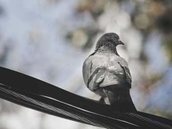 Low angle view of pigeon perching