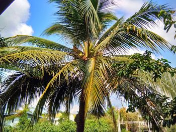 Low angle view of palm trees against sky