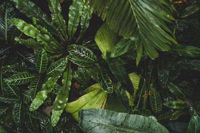 High angle view of tree leaves in forest