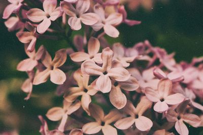 Close-up of multi colored flowers blooming outdoors