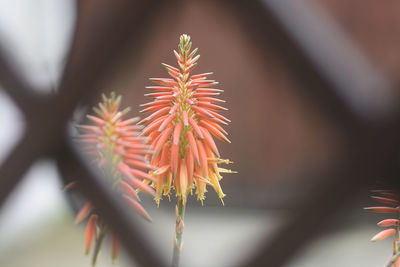 Close-up of red flower against blurred background