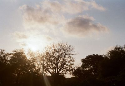 Low angle view of silhouette trees against sky during sunset