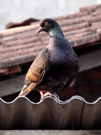 Low angle view of pigeon on roof