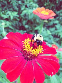 Close-up of bee on flower