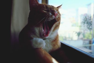 Close-up of cat yawning by window