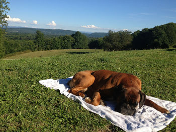 View of a dog on field