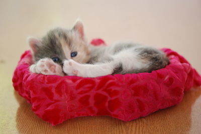 Close-up of a kitten