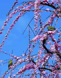 Low angle view of pink flowers blooming on tree