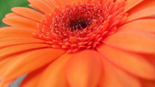 Macro shot of flower