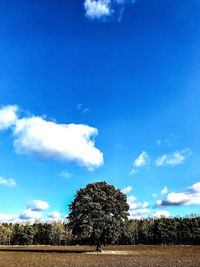 Trees on field against blue sky