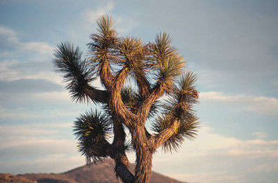 Low angle view of palm tree against sky