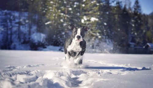 Dog on snow during winter