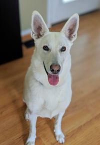 Close-up portrait of a dog